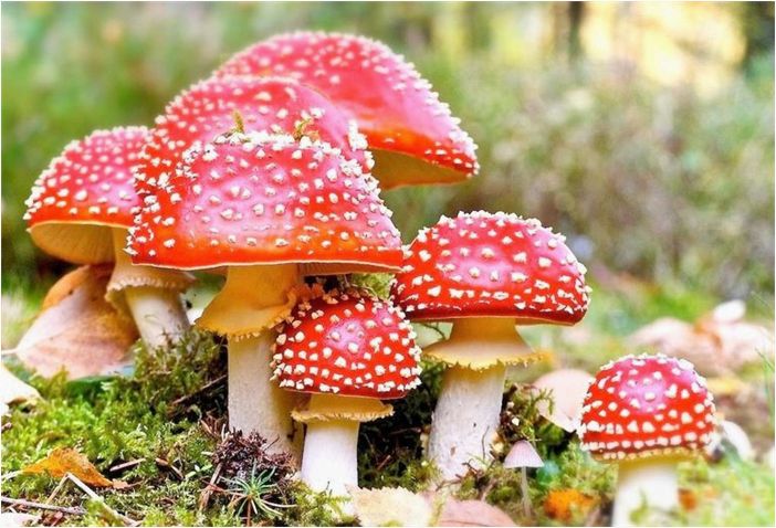 Мухомор — характеристика, особенности строения и применение