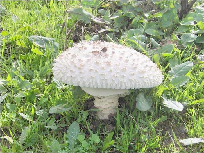 Мухомор — характеристика, особенности строения и применение