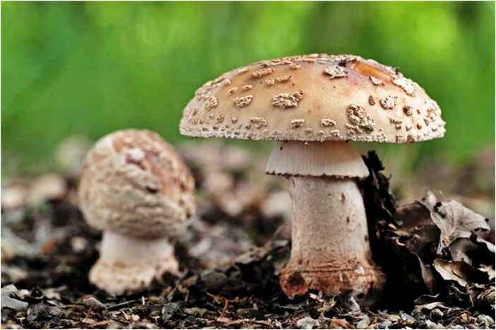 Мухомор — характеристика, особенности строения и применение