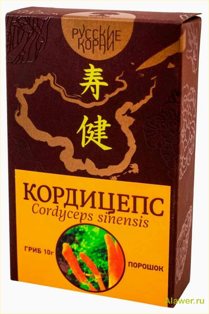 Гриб кордицепс: полезные свойства и применение