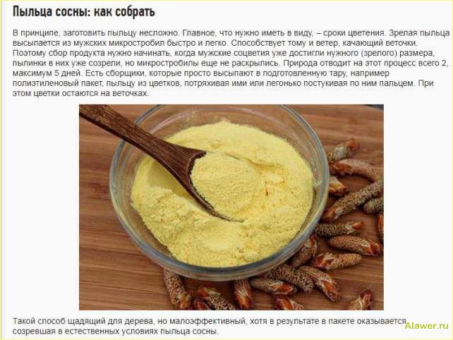 Сосновая пыльца: свойства, применение и польза