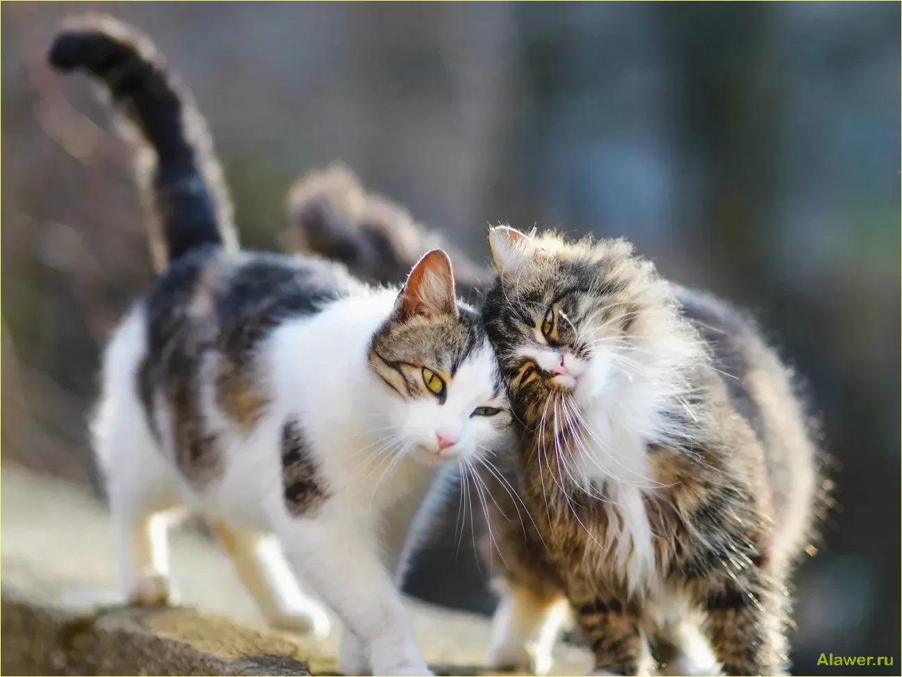 Как коты и кошки проявляют интерес друг к другу и что это значит