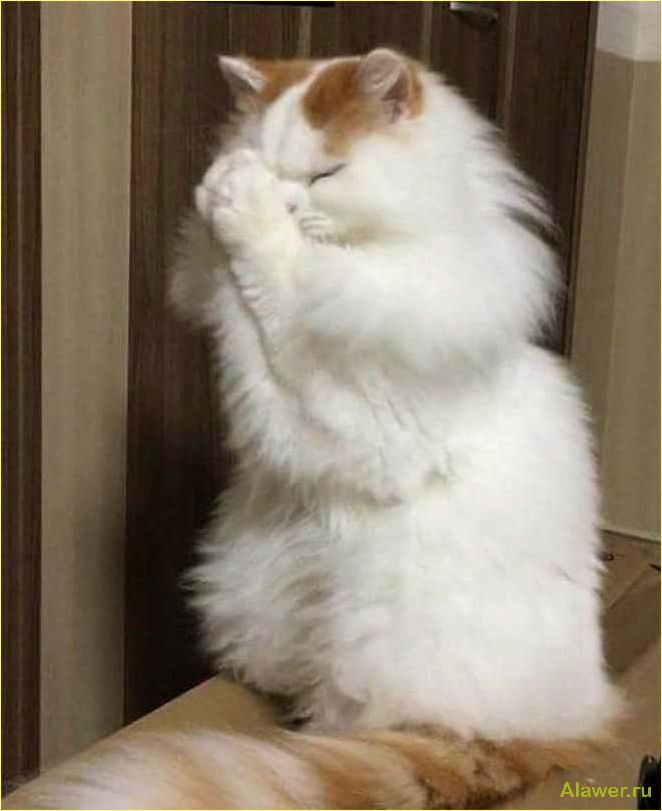 Как коты и кошки проявляют интерес друг к другу и что это значит
